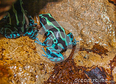 Poison Dart Frog Dendrobatidae Stock Photo