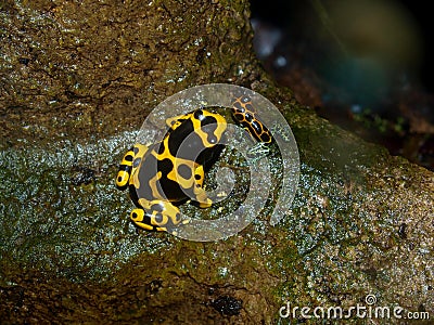 Poison Dart Frogs Stock Photo