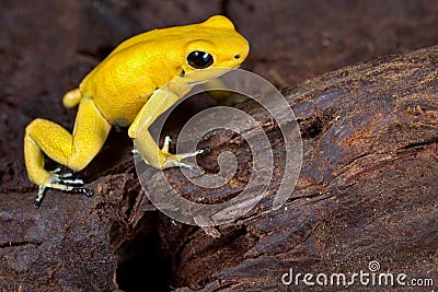 Poison frog Stock Photo