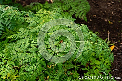 Poison hemlock leaves Stock Photo