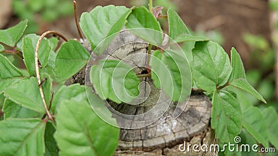 Poison ivy plants on the trunks, green leaves Stock Photo