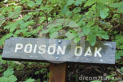 Poison oak Stock Photo