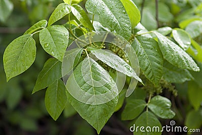 Poison oak Rhus radicans Stock Photo