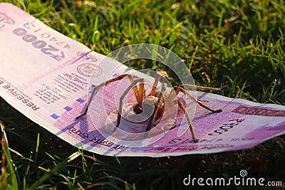 Poison spider safeguarding money. Stock Photo