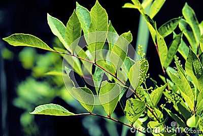 Poison Sumac 46282 Stock Photo