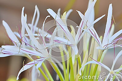 Poisonbulb white and pink flowers Stock Photo