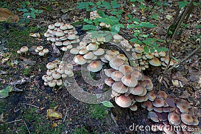 Poisoned mushrooms Hypholoma sublateritium,Many fungi grow in the forest of Hypholoma lateritium Stock Photo