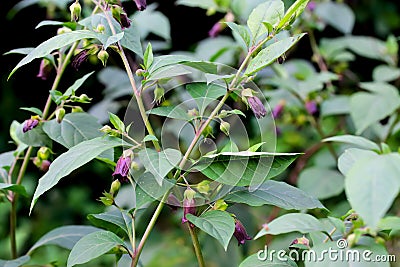 Flowers of belladonna - Atropa belladonna - by the wayside in summer, Bavaria, Germany, Europa Stock Photo