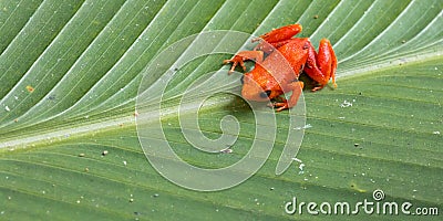 Red Mantella Aurantiaca Stock Photo