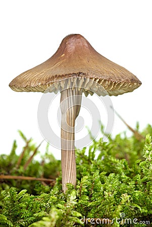 Poisonous agaric (Mycena inclinata) Stock Photo