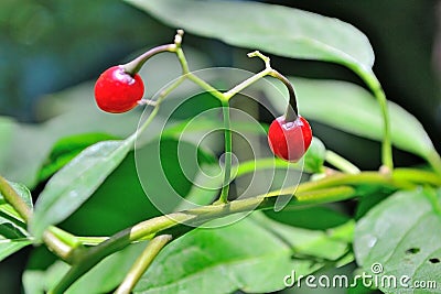 Poisonous Berries Stock Photo