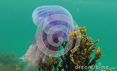 Poisonous Blue jellyfish Stock Photo