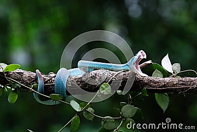 A poisonous blue viper snake is perched on a tree branch & looking for prey Stock Photo