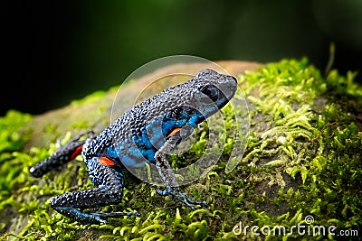 Poisonous dart frog, Ameerega ingeri a dendrobatidae amphibian Stock Photo