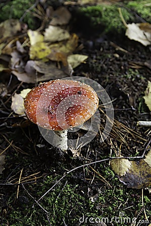 Poisonous Fly Agaric Amanita muscaria toadstool fungus with red cap growing amongst the fallen leaves Stock Photo