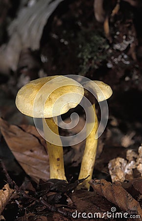 POISONOUS FUNGUS tricholoma sulfureum, NORMANDY IN FRANCE Stock Photo