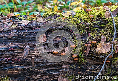 Poisonous fungus (Galerina marginata) on a decaying log covered Stock Photo