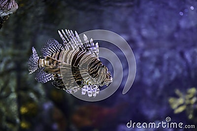 Poisonous marine fish Pterois, commonly known as lionfish, native to the Indo-Pacific Ocean Stock Photo