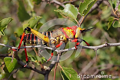 Milkweed locust on a plant Stock Photo