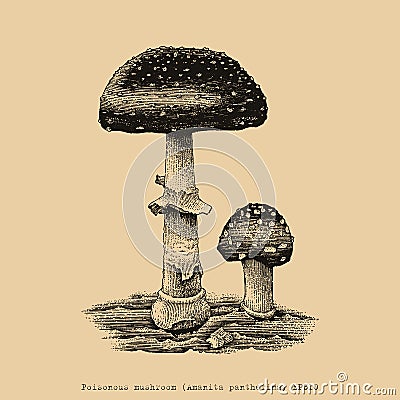 Poisonous mushroom hand drawing engraving illustration Vector Illustration