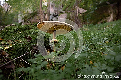 Poisonous mushroom toadstool in the forest Stock Photo