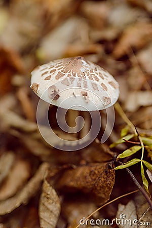 Poisonous mushroom, toxic white with brown places mushroom Stock Photo