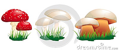 Poisonous mushrooms Vector Illustration