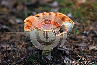 Poisonous mushrooms fungus toadstools in the forest Bright red mushroom fly agaric growing forest top view macro photo selective f Stock Photo