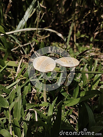 Poisonous mushrooms grow among the green grass in the forest Stock Photo