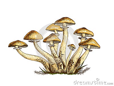 Poisonous mushrooms illustration Cartoon Illustration