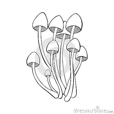 Poisonous mushrooms Mycena renati, hand-drawn doodle sketch with a beautiful cap, family Mycenaceae. Isolated, white Vector Illustration