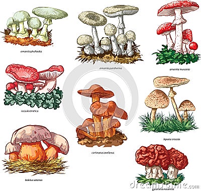 Poisonous mushrooms Vector Illustration