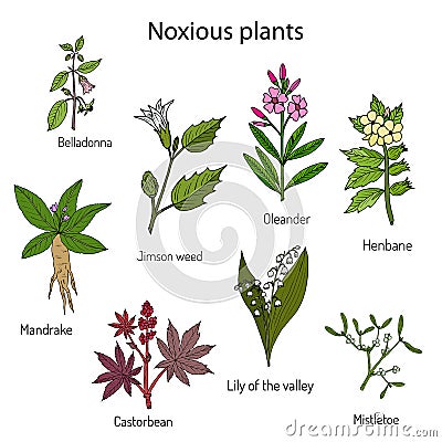 Poisonous plants collection. Vector Illustration