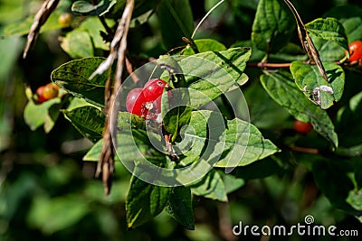 Poisonous Red Berries of Tartarian Bush Honeysuckle. Lonicera maackii Amur in Caprifoliaceae honeysuckles Family. Toxic Stock Photo