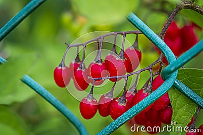 Red cohosh growing on a metal fence Actaea rubra Stock Photo