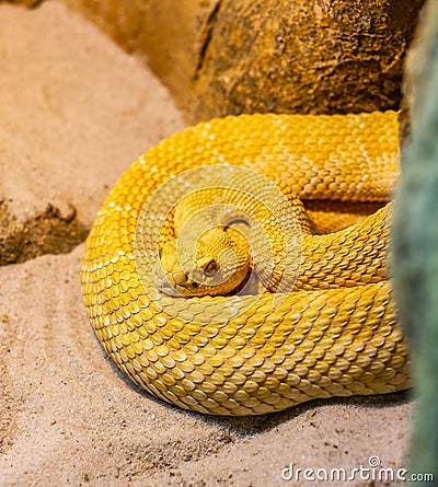 Poisonous yellow snake in attack position Stock Photo