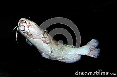 POISSON CHAT A TETE PLATE pylodictis olivaris Stock Photo