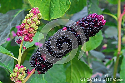 Pokeweed or Phytolacca americana. Black berries of phytolacca Stock Photo