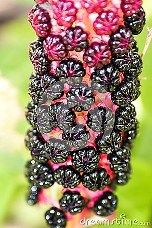 Pokeweed Phytolacca americana. Poisonous plant is used in medicine. Toxic American pokeweed berries, lakonos. Deadly flowers, pl Stock Photo