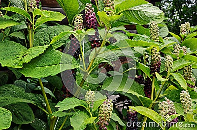 Pokeweed Phytolacca - foliage and fruit visible Stock Photo