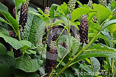 Pokeweed Phytolacca - foliage and fruit visible Stock Photo