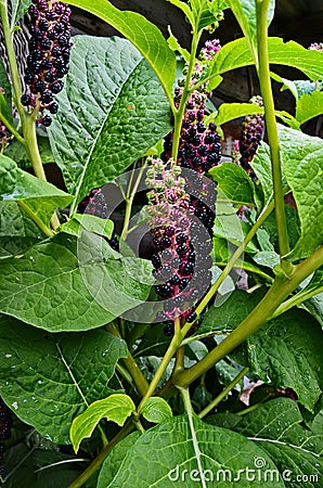 Pokeweed Phytolacca - foliage and fruit visible Stock Photo