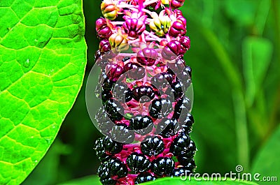 Pokeweed Phytolacca - foliage and fruit visible Stock Photo