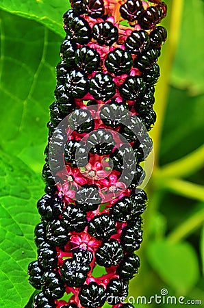 Pokeweed Phytolacca - foliage and fruit visible Stock Photo