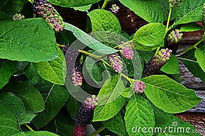 Pokeweed Phytolacca - foliage and fruit visible Stock Photo