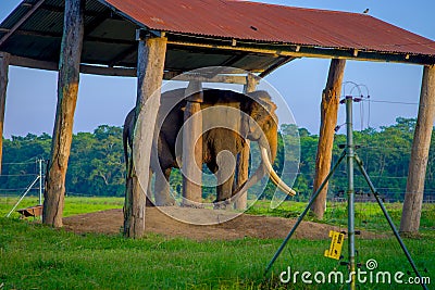 POKHARA, NEPAL - NOVEMBER 04, 2017: Chained elephant under a structure at outdoors, in Chitwan National Park, Nepal Editorial Stock Photo