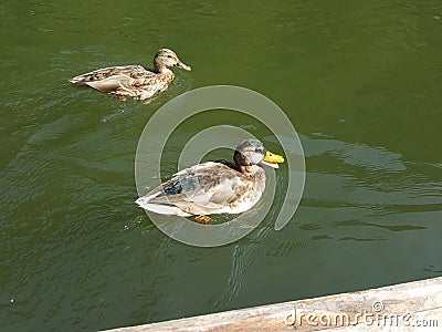 Poland, Malopolska, Pieniny - the ducks. Stock Photo