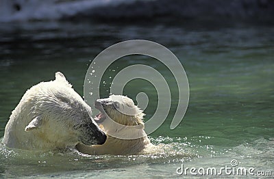 Polar Bea, thalarctos maritimus, Female with Cub playing in Water Stock Photo
