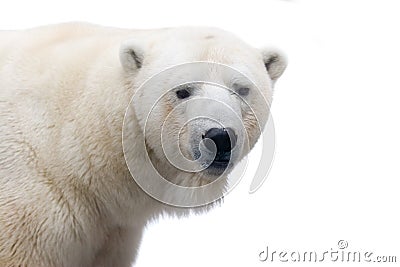 Polar bear Stock Photo