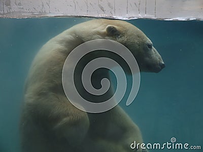 Polar Bear Editorial Stock Photo